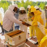 Beekeeping Novice Course